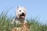 WESTIE 212